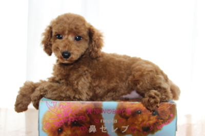 トイプードルレッドの子犬オス、生後2ヶ月画像