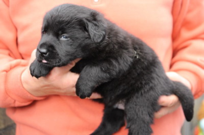 黒(ブラック)ラブラドールの子犬オス、生後3週間画像