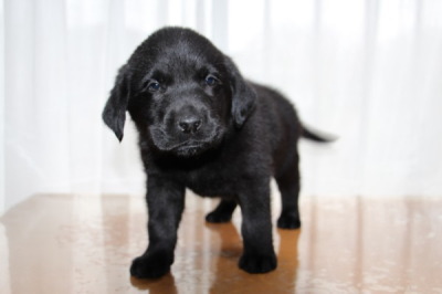 ラブラドールブラック(黒ラブ)の子犬オス、生後7週間画像