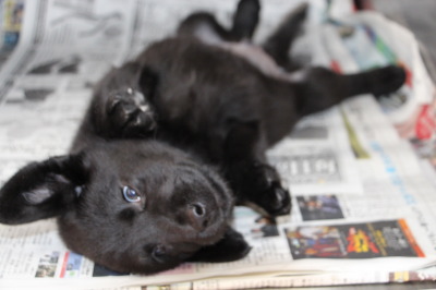 ラブラドールブラック(黒ラブ)の子犬オス、生後7週間画像