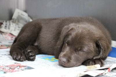ラブラドールチョコレート色(チョコラブ)の子犬メス、生後7週間画像