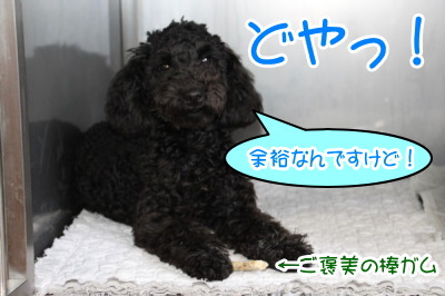 トイプードルブラック(黒色)の子犬オス、生後5ヶ月半画像