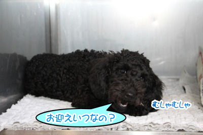 トイプードルブラック(黒色)の子犬オス、生後5ヶ月半画像