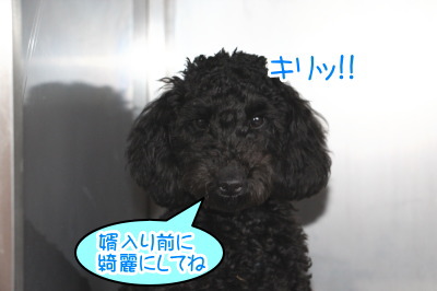 トイプードルブラック(黒色)の子犬オス、生後5ヶ月半画像