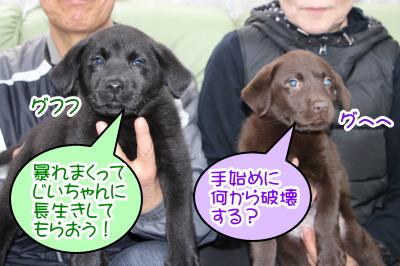 黒ラブオスとチョコラブメスの子犬、生後2ヶ月画像