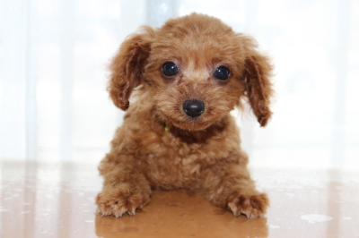 タイニーサイズトイプードルレッドの子犬メス、生後2ヶ月半画像