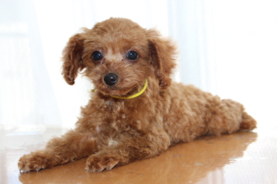タイニーサイズトイプードルレッドの子犬メス、生後2ヶ月半画像