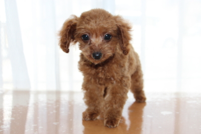 タイニーサイズトイプードルレッドの子犬メス、生後2ヶ月半画像