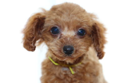 タイニーサイズトイプードルレッドの子犬メス、生後2ヶ月半画像