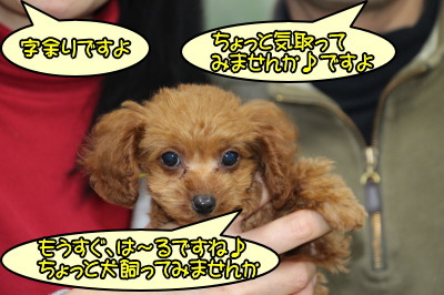 タイニーサイズトイプードルレッドの子犬メス、生後2ヶ月半画像