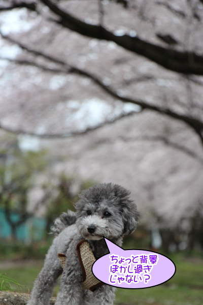 15040304.jpg