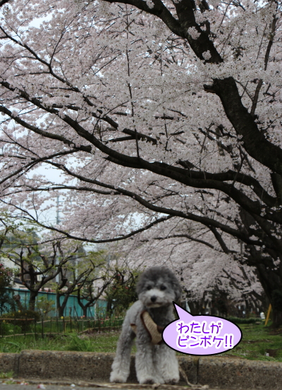 15040305.jpg