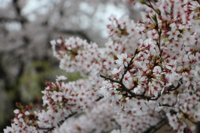 15040306.jpg