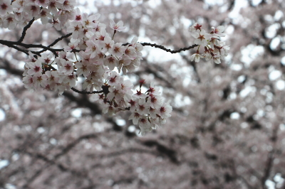 15040316.jpg