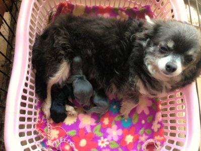 チワワブルーメス成犬出産画像