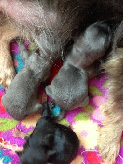 チワワブルーメス2頭とブラックメスの子犬画像