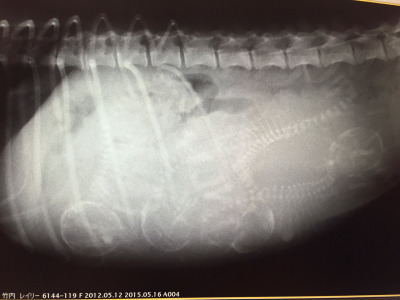 トイプードル妊娠犬のレントゲン写真