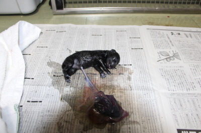 トイプードルシルバー犬の出産(お産)画像