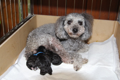 トイプードルシルバー(グレー)産まれたばかりの子犬画像