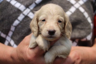 ミニチュアダックスピュアクリームの子犬メス、生後1ヶ月過ぎ画像