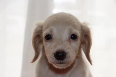 ミニチュアダックスピュアクリームの子犬メス、生後45日画像