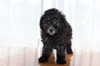 トイプードルシルバー(グレー)の子犬オス、生後6週間画像