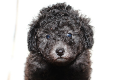 トイプードルシルバー(グレー)の子犬オス、生後6週間画像