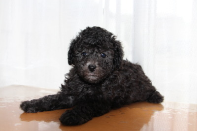 トイプードルシルバー(グレー)の子犬オス、生後6週間画像