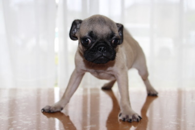 パグフォーンの子犬オス、生後4ヶ月画像