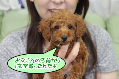 トイプードルレッドの子犬オス 東京都江戸川区くらのすけ君 A Happy Dog Life ブリーダーブログ