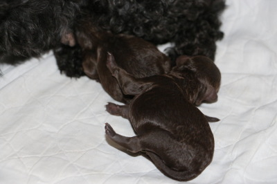 トイプードルブラウンの子犬オスメス、産まれたばかり画像