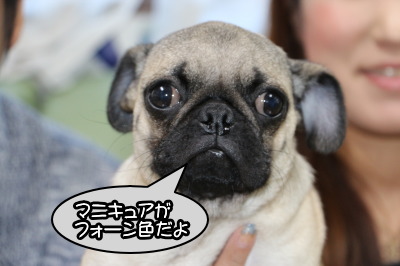 パグフォーンの子犬オス、生後半年画像