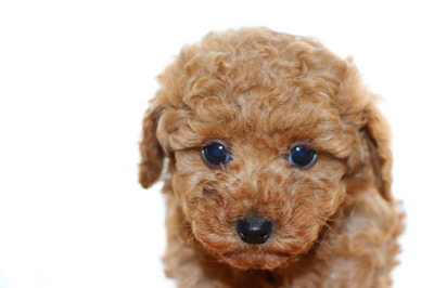 トイプードルレッドの子犬オス、生後6週間画像
