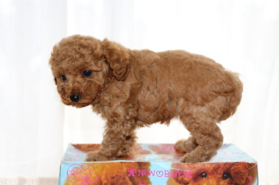 トイプードルレッドの子犬オス、生後6週間画像