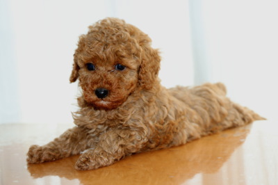 トイプードルレッドの子犬オス、生後6週間画像