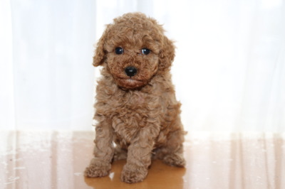 トイプードルレッドの子犬オス、生後6週間画像