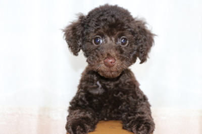 トイプードルブラウンの子犬オス、生後2ヶ月画像
