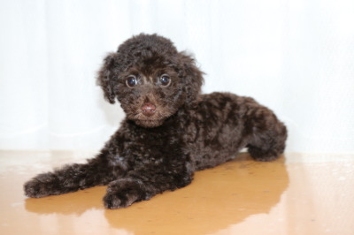 トイプードルブラウンの子犬オス、生後2ヶ月画像