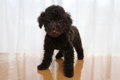 トイプードルブラウンの子犬オス、生後2ヶ月画像