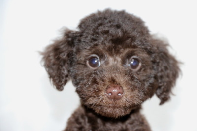 トイプードルブラウンの子犬オス、生後2ヶ月画像