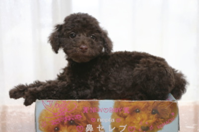 トイプードルブラウンの子犬オス、生後2ヶ月画像