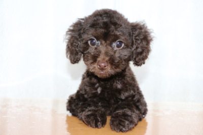 トイプードルブラウンの子犬メス、生後2ヶ月画像