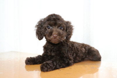トイプードルブラウンの子犬メス、生後2ヶ月画像
