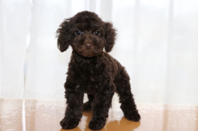 トイプードルブラウンの子犬メス、生後2ヶ月画像
