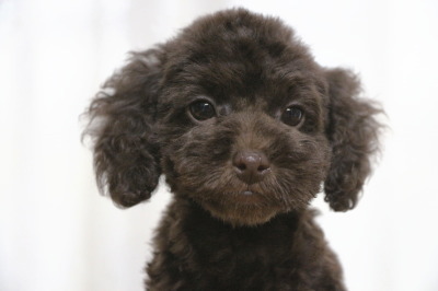 トイプードルブラウンの子犬メス、生後2ヶ月画像