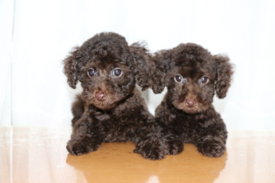 トイプードルブラウンの子犬オスメス、生後2ヶ月画像