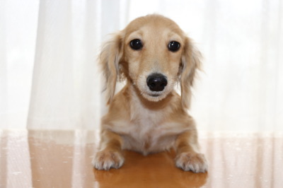 ミニチュアダックスクリームの子犬メス、生後3ヶ月半画像