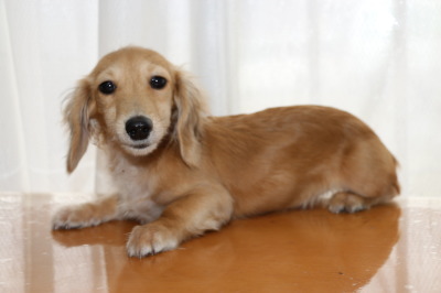 ミニチュアダックスクリームの子犬メス、生後3ヶ月半画像