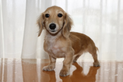 ミニチュアダックスクリームの子犬メス、生後3ヶ月半画像