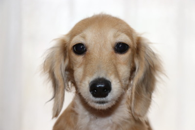 ミニチュアダックスクリームの子犬メス、生後3ヶ月半画像